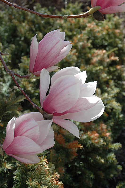 Magnolia x soulangeana (Saucer Magnolia)