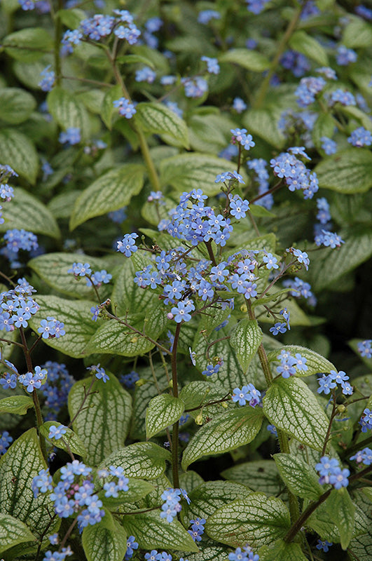 Brunnera macrophylla 'Silver Heart' (Bugloss)