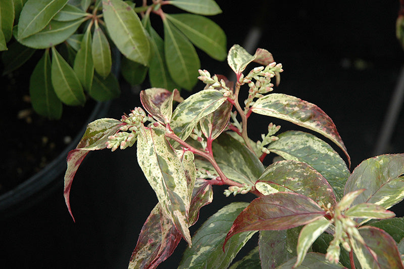 Leucothoe fontanesiana 'Rainbow' (Rainbow Fetterbush)
