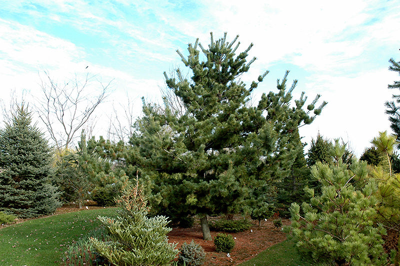 Pinus parviflora 'Tempelhof' (Tempelhof Japanese White Pine)