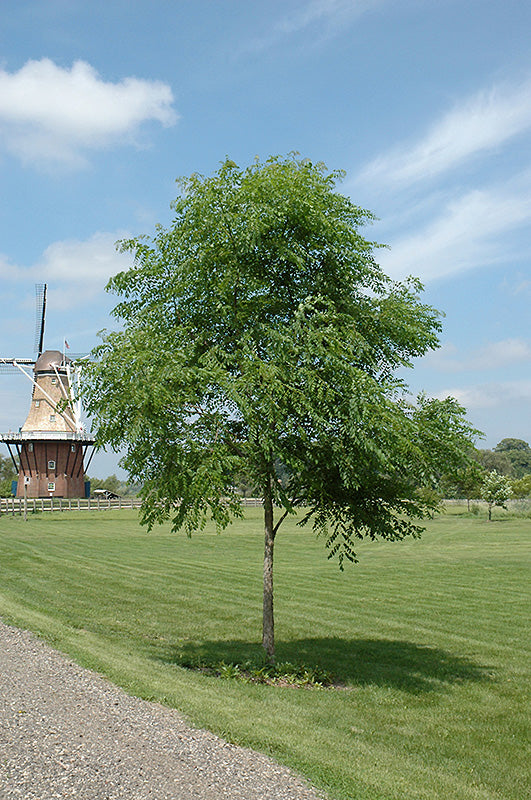 Gymnocladus dioicus (Kentucky Coffeetree)