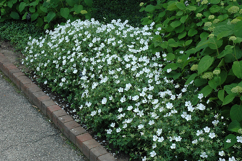 Geranium sanguineum 'Album' (White Cranesbill)