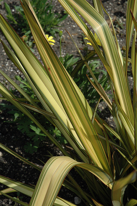 Phormium tenax 'Apricot Queen' (Apricot Queen New Zealand Flax)
