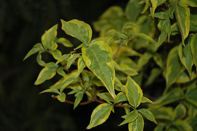Cornus kousa 'Summer Gold'