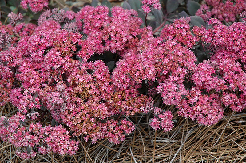 Sedum 'Dazzleberry' (Dazzleberry Stonecrop)