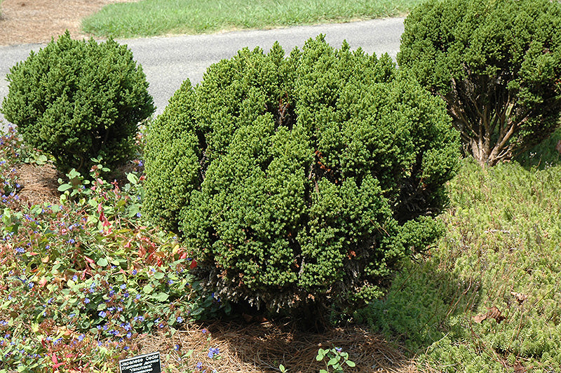 Cryptomeria vilmoriniana