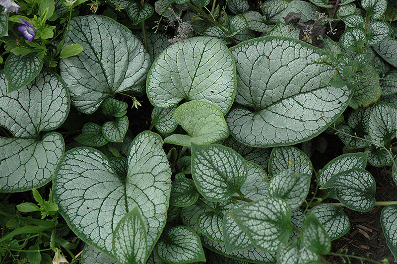 Brunnera macrophylla 'Sea Heart' (Bugloss)