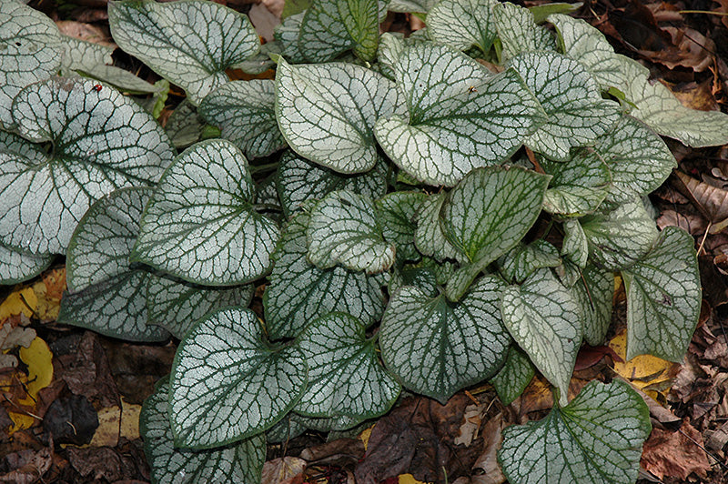 Brunnera macrophylla 'Jack Frost' (Bugloss)