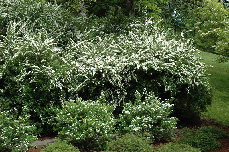 Spiraea nipponica 'Snowmound' (Snowmound Spirea)