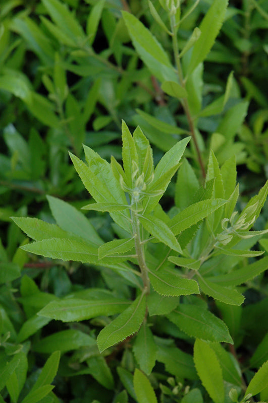 Myrica californica (Pacific Wax Myrtle)