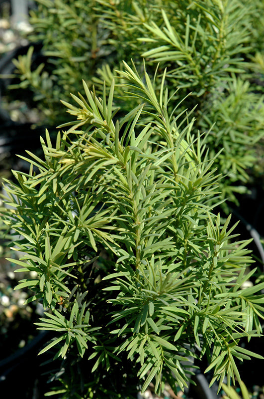 Taxus x media 'H.M. Eddie' (H.M. Eddie Yew)