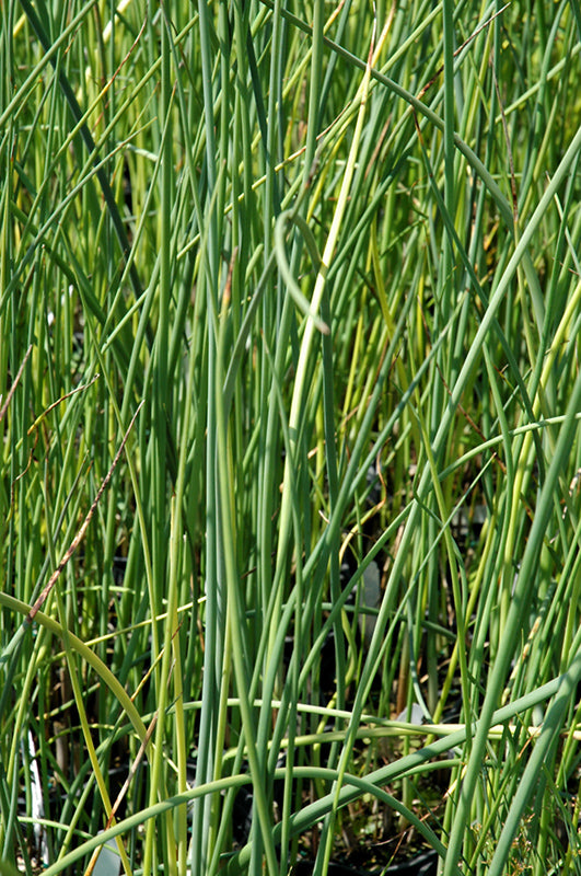 Scirpus acutus (Hardstem Bullrush)