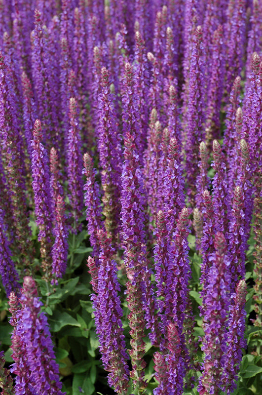 Salvia nemorosa 'East Friesland' (East Friesland Sage)