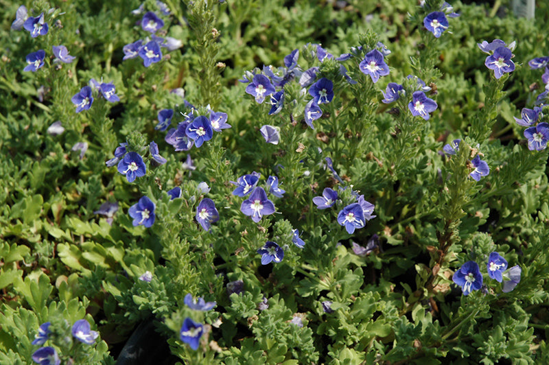Veronica 'Tidal Pool' (Speedwell)