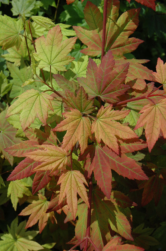 Acer circinatum (Vine Maple)