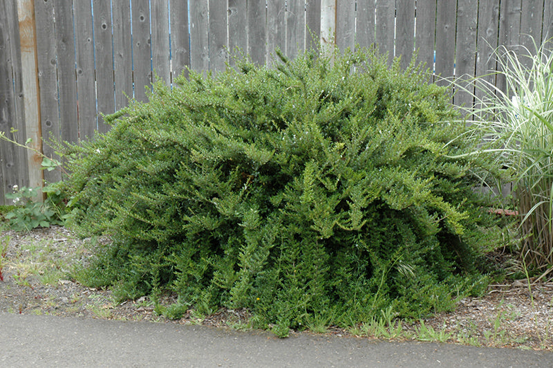 Lonicera nitida