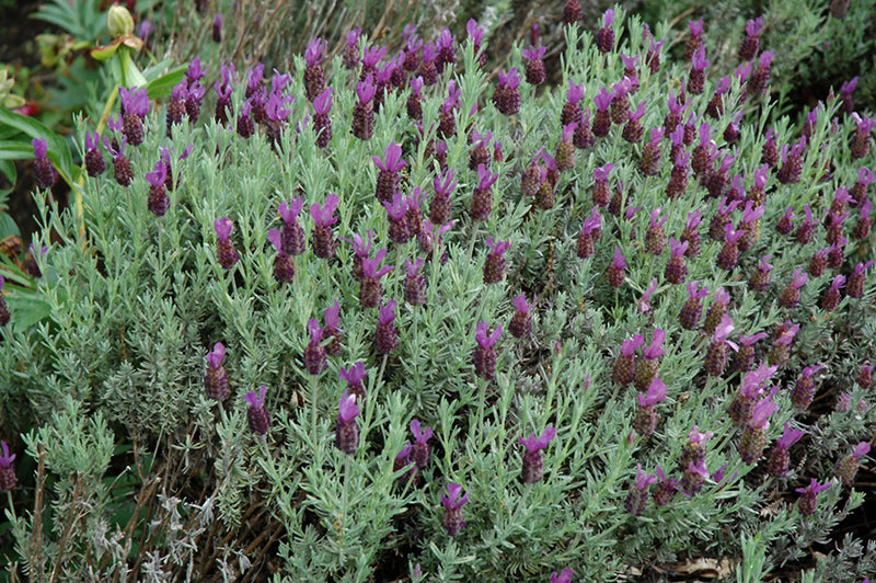 Lavandula stoechas 'Silver Anouk'
