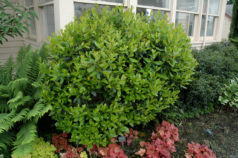 Arbutus unedo 'Compacta' (Dwarf Strawberry Tree)