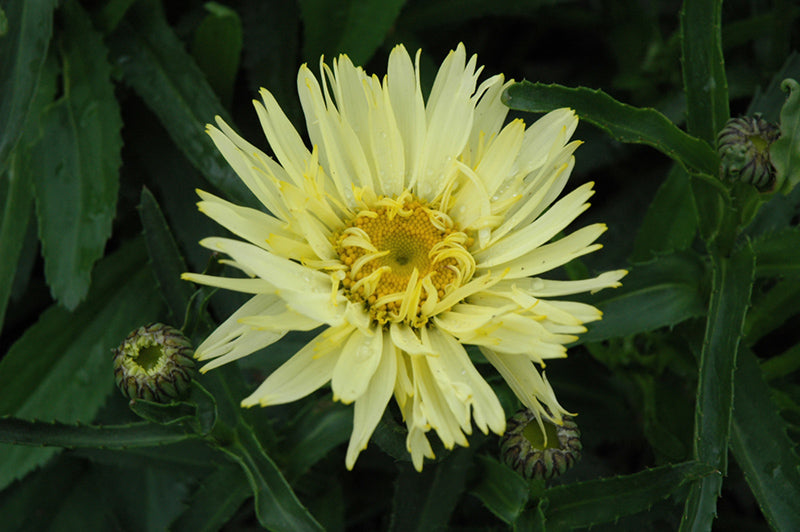 Leucanthemum x superbum 'Goldfinch'