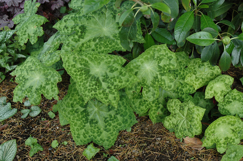 Podophyllum 'Spotty Dotty' (Spotty Dotty Asian Mayapple)