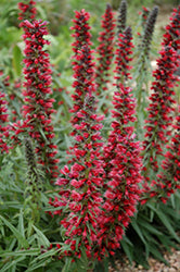 Echium amoenum (Red Feathers)