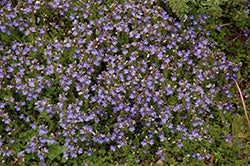 Veronica liwanensis (Turkish Speedwell)