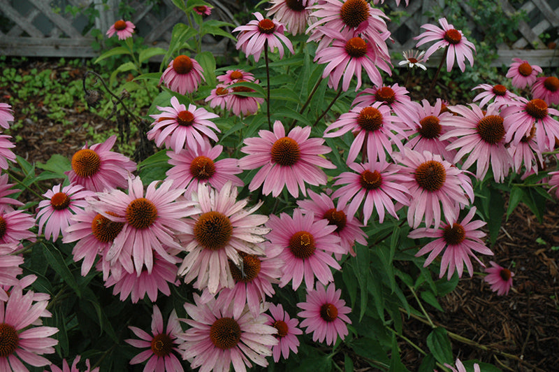 Echinacea purpurea 'Magnus Superior'