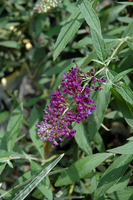 Buddleia davidii 'Buzz Midnight' (Butterfly Bush)