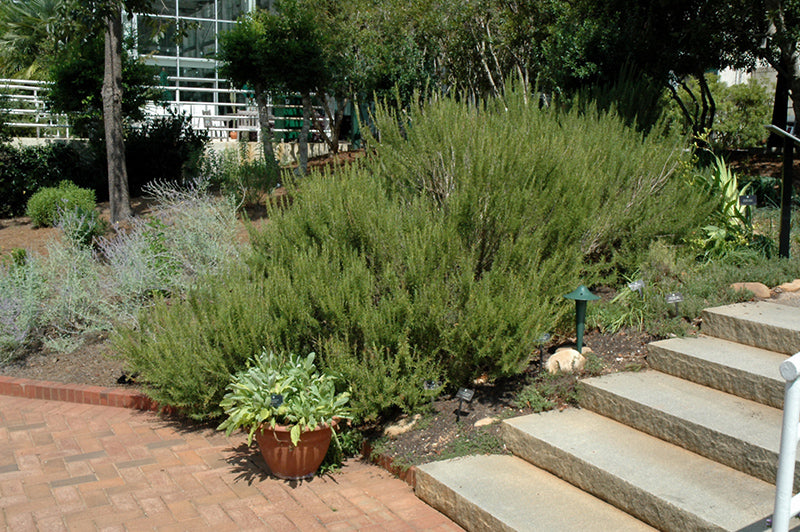 Rosmarinus officinalis (Rosemary)