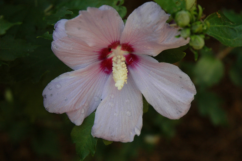 Hibiscus syriacus 'Bluebird'