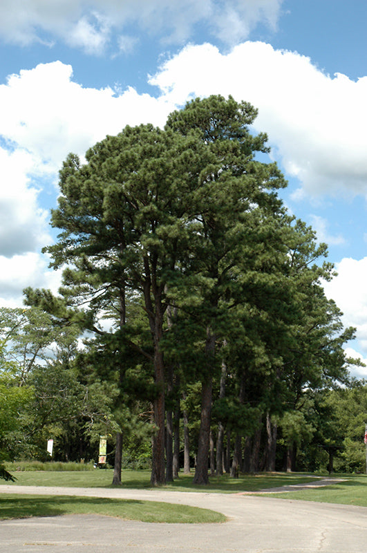 Pinus nigra (Austrian Pine)