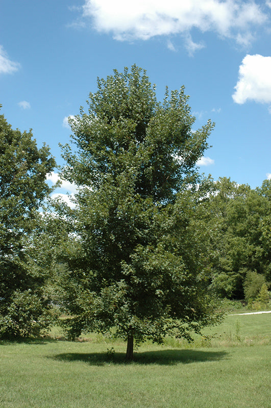 Acer rubrum 'Frank Jr.' / 'Redpointe' (Red Maple)