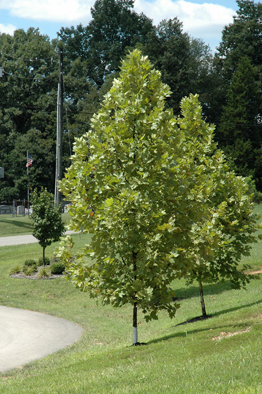 Platanus x acerifolia 'Morton Circle' (Exclamation! London Planetree)