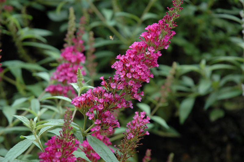 Buddleia davidii 'Buzz Hot Raspberry' (Butterfly Bush)