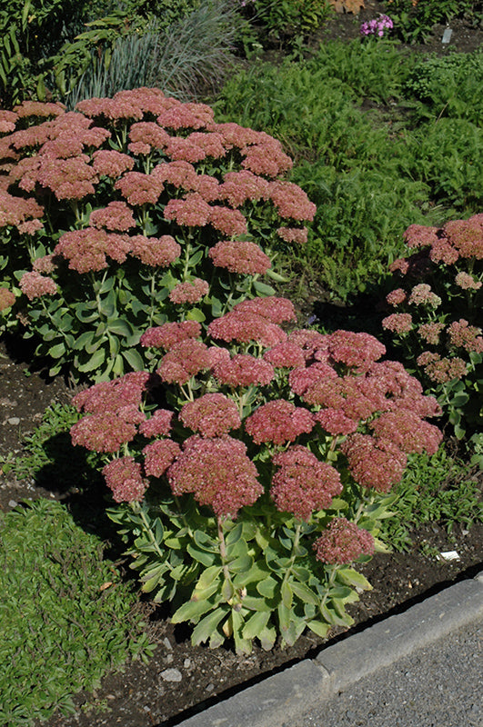 Sedum spectabile 'Autumn Fire' (Autumn Fire Stonecrop)