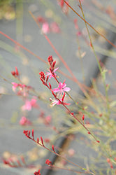 Gaura lindheimeri 'Bantam Iris Pink'