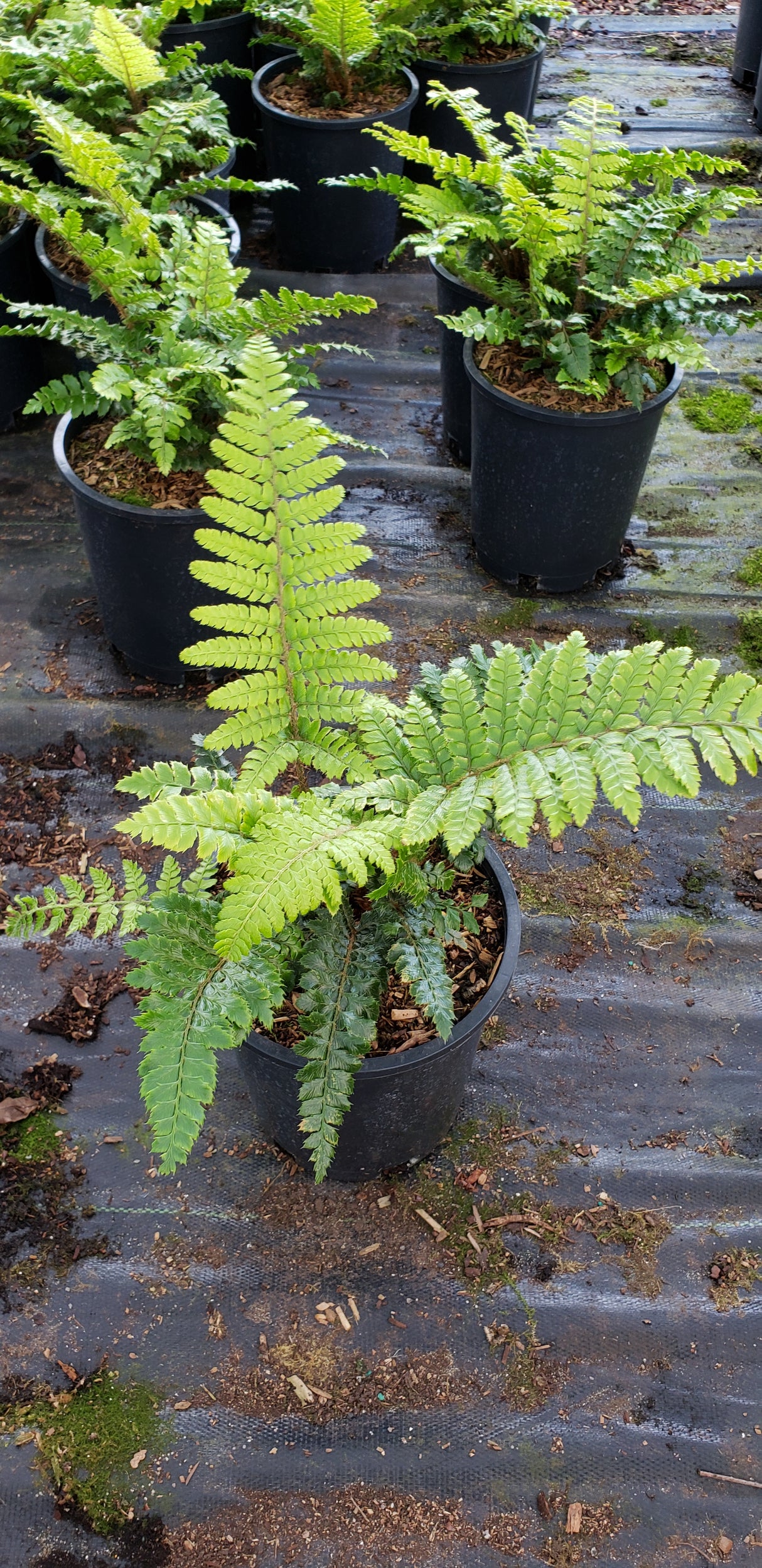 Polystichum polyblepharum (Japanese Tassel Fern)