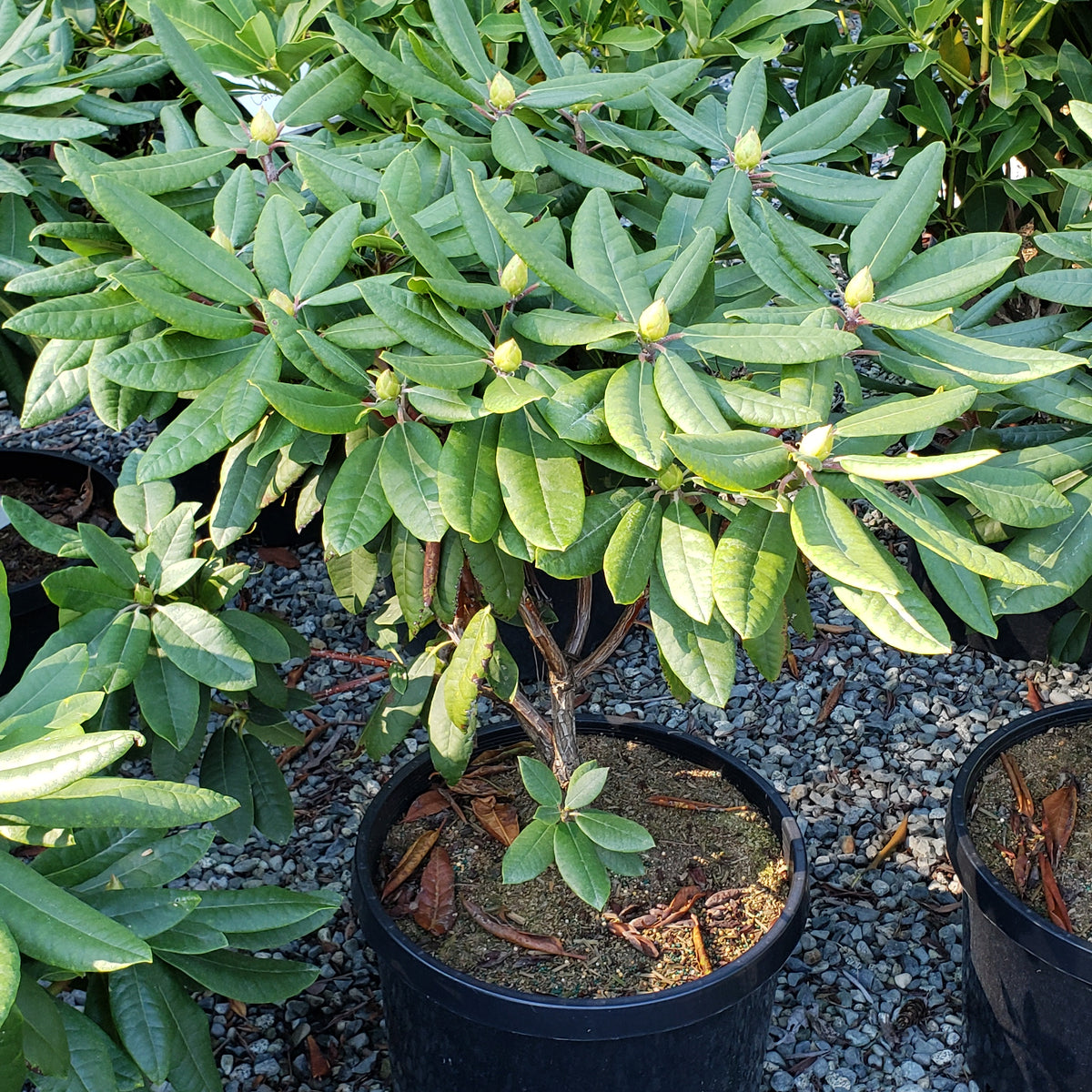 rhododendron house plant Rhododendron 'Hachmann's Feuerschein' – Green Thumb Nurseries