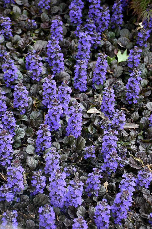Ajuga reptans 'Black Scallop' (Bugleweed)