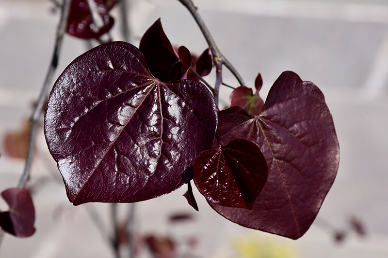 Cercis canadensis 'Ruby Falls' (Redbud)