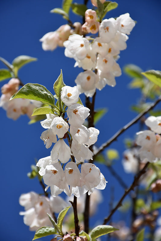 Halesia tetraptera (Carolina Silverbell)