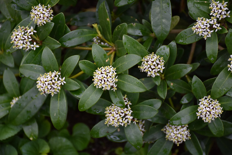 Skimmia japonica (Japanese Skimmia)