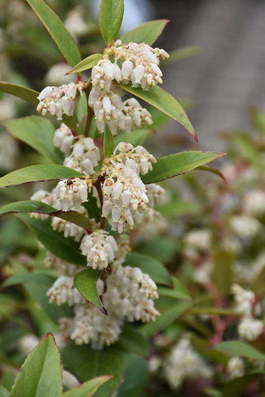 Leucothoe axillaris (Coast Fetterbush)