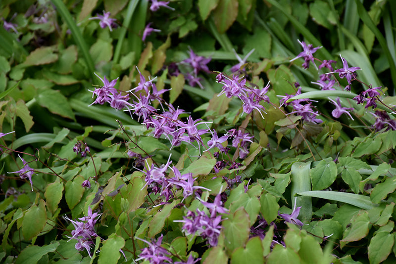 Epimedium grandiflorum 'Lilafee'