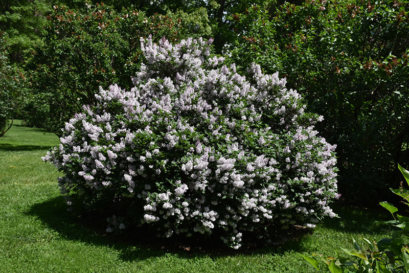 Syringa patula 'Miss Kim' (Miss Kim Lilac)