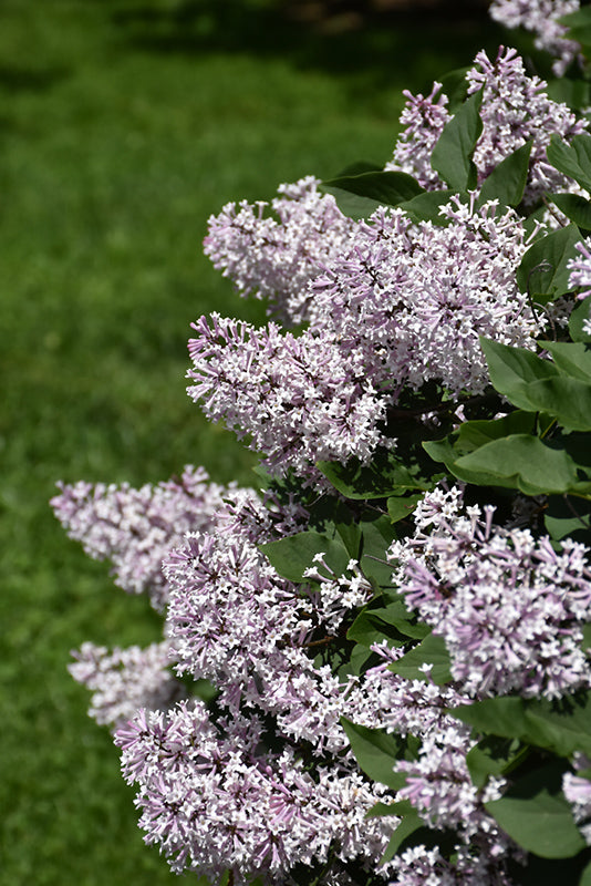Syringa patula 'Miss Kim' (Miss Kim Lilac)