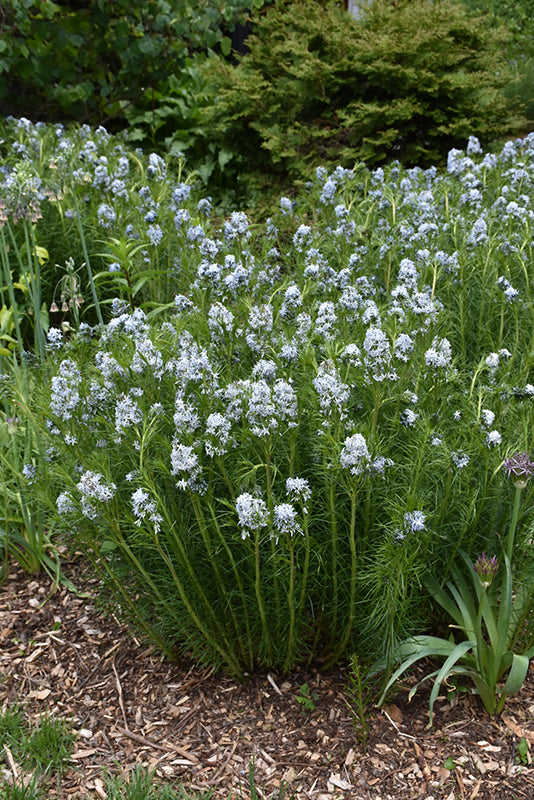 Amsonia hubrichtii (Narrow-Leaf Blue Star)