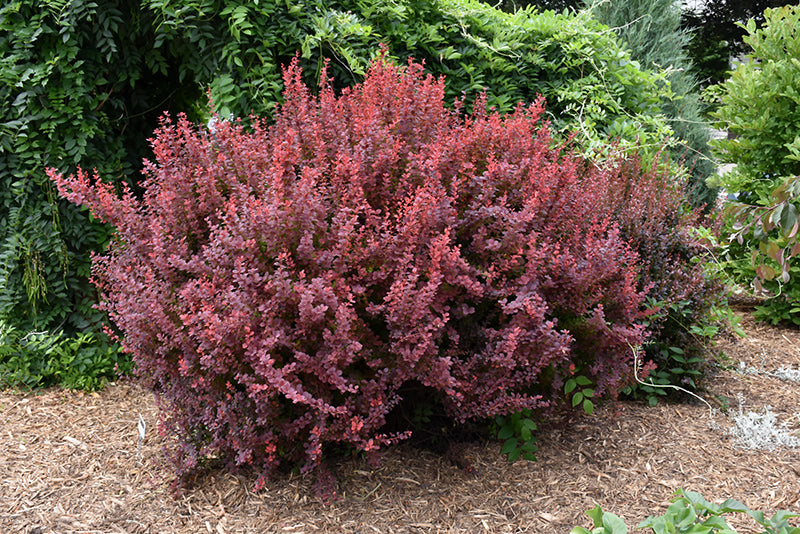 Berberis thunbergii 'Bailone' / 'Ruby Carousel' (Barberry)