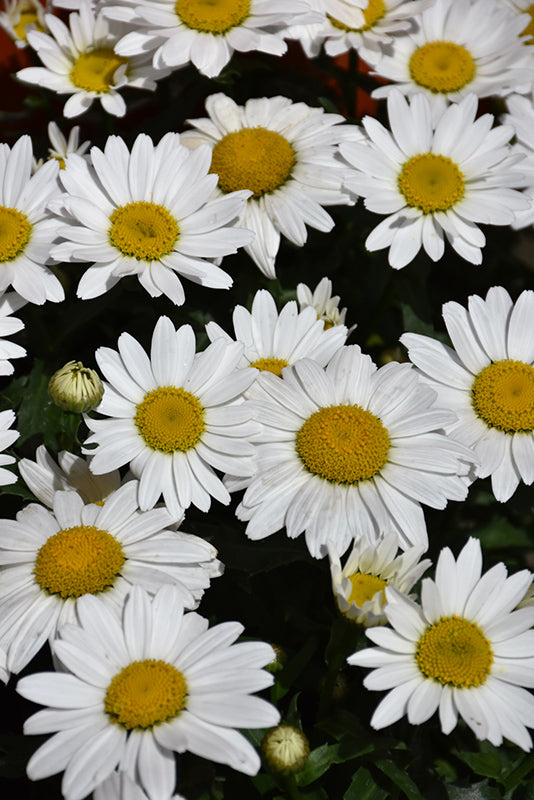 Leucanthemum x superbum 'Snowcap'