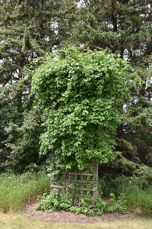 Actinidia arguta (Hardy Kiwi)